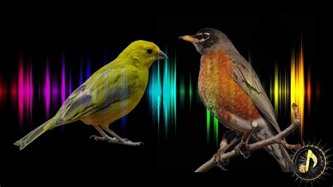 love birds mp3 song download|love birds sound effect free.